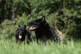 SCHIPPERKE 678